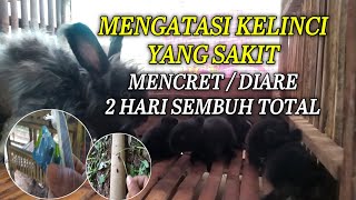 CARA SAYA MENGATASI KELINCI YANG SAKIT MENCRET ATAU DIARE PARAH