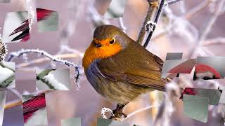 Birds is singing in the winter & snow (HD1080p)