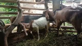 peternak kambing biar cepet untung simak videonya