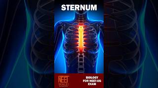 Sternum Anatomy | Locomotion | Manubrium, Gladius, Xiphoid Process | Class 11th | #neet #biology