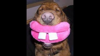 Funniest Dogs EVER!!!!!!