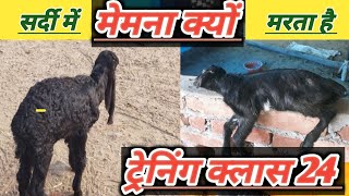 Sardi Me Bakri Ke Bacche Ko Marne Se Kaise Bachaye|Vimal umrao Training Classes 24