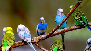 Love Birds Sounds | Love Birds hd Sounds | Love Birds Sounds Relaxation | Budgies Sounds