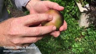 In the Garden: Ever heard of a paw paw? Fun harvesting them along with some cool tomatoes