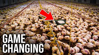 These RADICAL Poultry Farming Techniques Are GAME CHANGERS