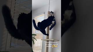 Gentlemen cats give up their seats to ladies cats 🐈‍⬛ 🐈 #funnycats #catshorts #catvideos #pets