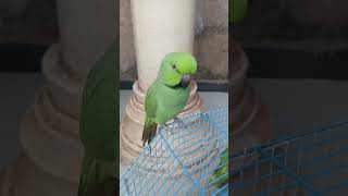 Ringneck#ringneckparrot #cockatiel #talkingparrot #animal #greenparrot