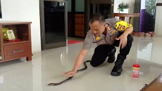 Kapolres Langsa Bercanda Dengan Cobra Berbisa.