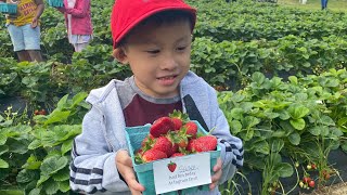 Fun day! School field trip at Strawberry Farm #schoolbus #Fieldtrip #strawberryfarm #kindergaten