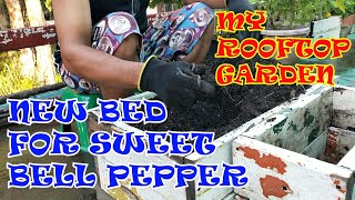 Starting Sweet Bell Pepper Bed | The Rooftop Gardener