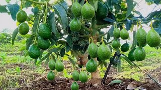 unique skill grafting pineapple avocado tree with fruit water