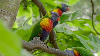 Sun Conures at North Carolina Zoo