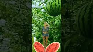 beautiful fruit watermelon 🍉#watermelon #fruit #shorts #youtubeshorts #@Ladyblue520