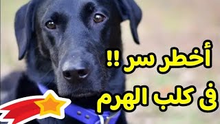 أهم سر فى كلب الهرم .. حقيقيه الكلب الذي صعد الهرم فيديو مهم جداً لكل ولد وبنت 😲