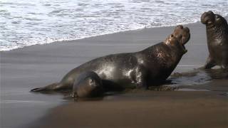 Elephant Seal Breeding Grounds, San Simeon, CA