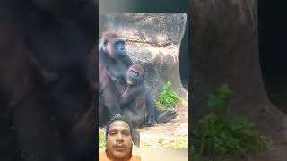 Enough daddy..to much playing #shorts #gorilla #monkey #funny #wildlife #foryou #viralvideo #viral