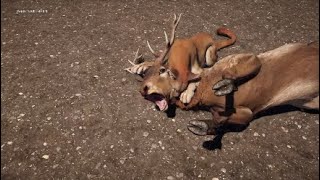 All Predator Kill Animations On Elk In Slow Motion (Far Cry 5)