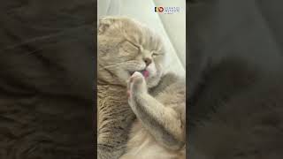 Kenapa Kucing Takut Air? #kucing #FaktaKucing #cat #takutair #fakta #viral #shortsvideos #trending