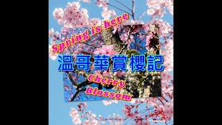 《溫哥華賞櫻記》🌸Vancouver ~ Cherry Blossom🌸