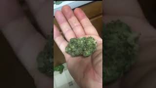 HEY RONNIE CHECK THIS OUT!! (Mike Tyson) strain by: Gasleak #Lowpricebud