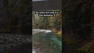 Salmon spawn on grey wolf river