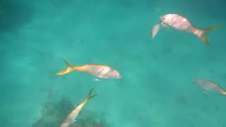 Snorkeling in Puerto Rico