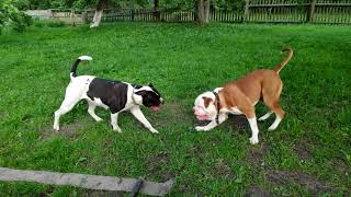 Американские бульдоги Ева,Джонни.Хозяйство.Индюшата.\American Bulldogs Eva, Johnny. Farm. Turkey.