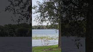 Lakefront Views, Rippling Waterways, Live Oak Tree by the lake, the ripples effect #naturalbeauty