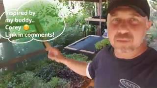 Microgreens Harvesting tips for shelflife and appeal. How i do it 🌱🌱 Part 1 !