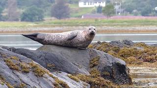 Les phoques à côté du bateau en Ecosse