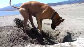 Great Danes Digging