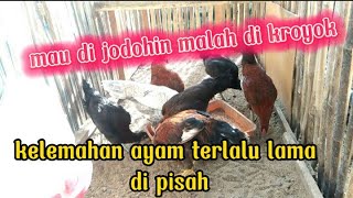 penyortiran indukan ayam kub tapi kok baku hantam ya#ayamkampung #peternakmuda #peternakmandiri