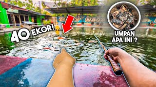 Ikan Mas Babon Disini Ngga Ada Habisnya!