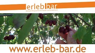 Kleines ABC der Erntehilfen – Kornelkirschen ernten und verarbeiten