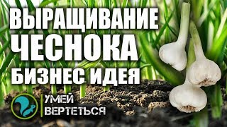 Чеснок как бизнес идея 2019