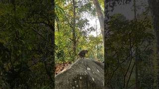 monkey in gunacave