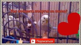 Как заставить Волнистого Попугая сесть Вам на палец и доверять вам!?