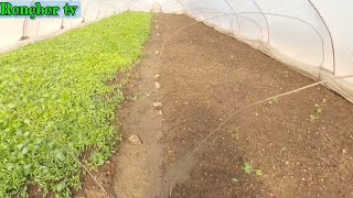 pepper seed planting and greenhouses details