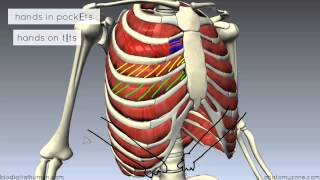 Muscles of the Thoracic Wall - 3D Anatomy Tutorial