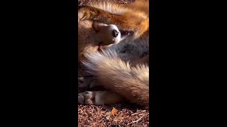 🎉 Bienvenue sur notre chaîne dédiée aux moments les plus hilarants et attendrissants des animaux ! 🐾