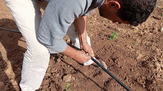 غرس الزيتون الاربيكوين تبارك الله كلشي غدي مزيان