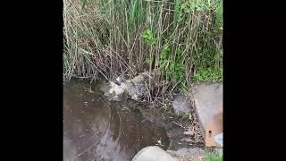 Least Bittern release