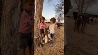 Sapacial dangerous bakra #shorts #shortsviral #trending #bakri #goat