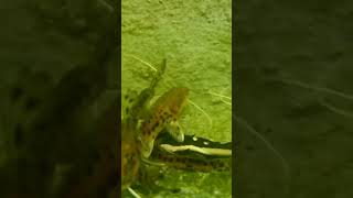 pirarara e surubim juntos na caixa d'água #youtube #nature #fimdesemana #fish #natureza #shorts