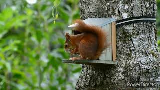 Cute  squirell's🐿️ playing in green🌳🌴🌲 fields