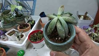 Propagation and planting in tiny pots