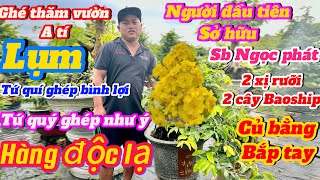 14-9☎️0382976651 gặp Tý 🌲Chủ nhân loại giống siêu bông Ngọc phát bán giá rất rẻ 70k đã có cây chơi🌲