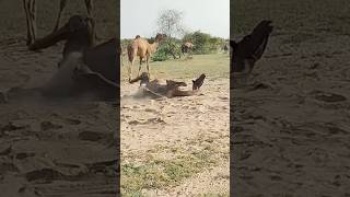 Camel Etching نقش الجمل#shortvideos #shorts #sorts #viralvideo #camel