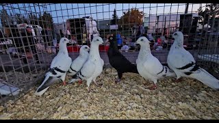 RADOM Gołębie pigeons targ Andrzej W. 12.10.2024  cz.2/3💥Gołębie jasne i wyszwance Andrzeja Radom💥