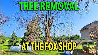 Tree REMOVAL At The Fox Shop and a Little TRUCK UPDATE